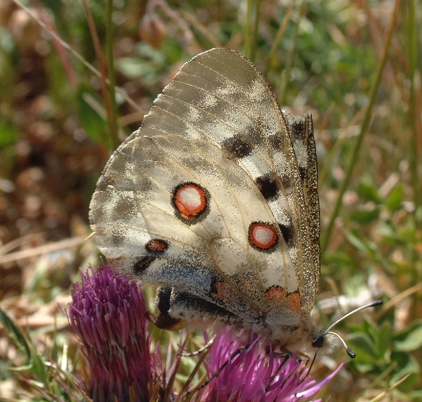 Parnassius apollo